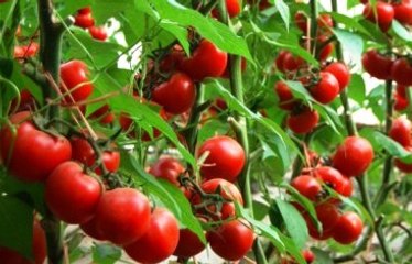 Marmara'nın Küçük Antalyası"Nda Tarım İşçilerinin "Ekmek Kavgası" - Bilecik