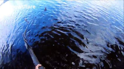 Dog helps man rescue stricken turtle