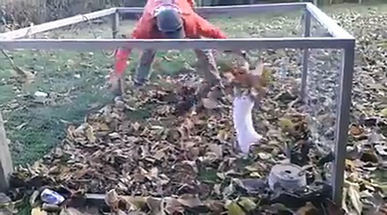 How to entertain a rabbit