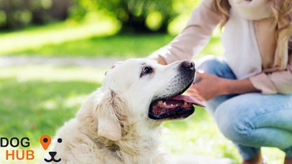 Hundepension & hundepasning i Århus