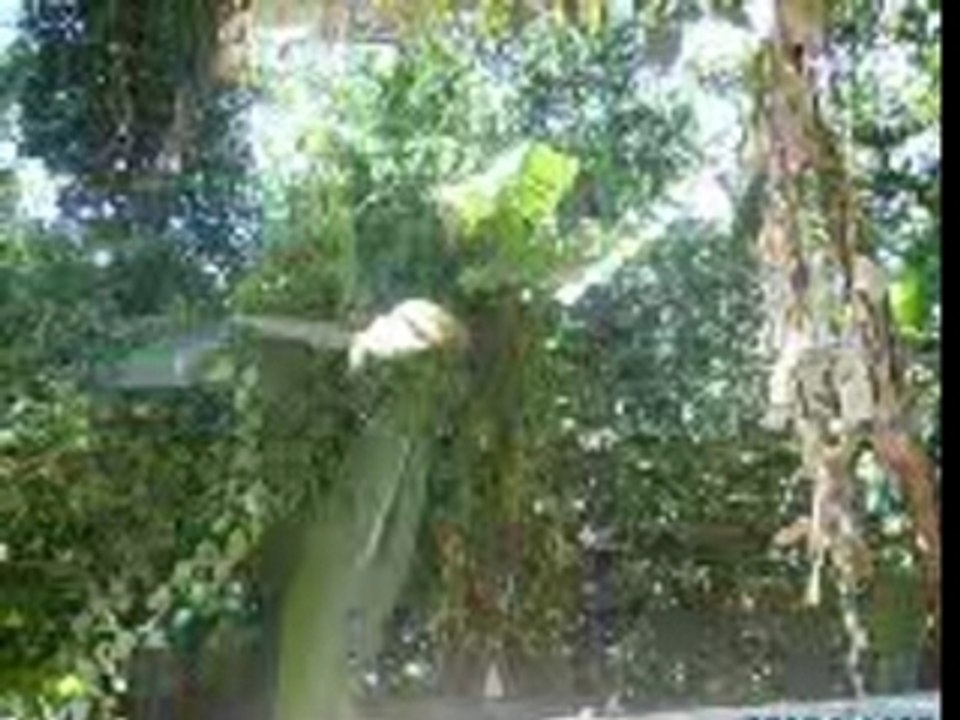 Souvenir haïti chérie