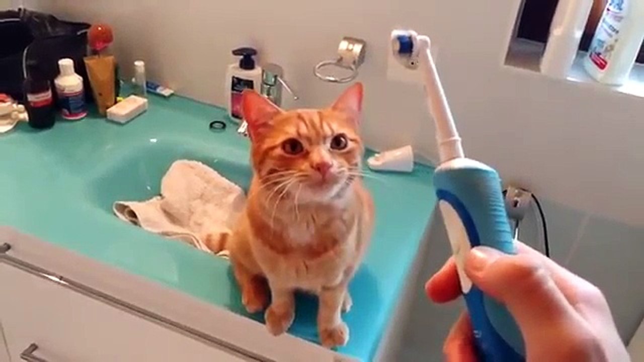 Ce chat adore les brosses à dents