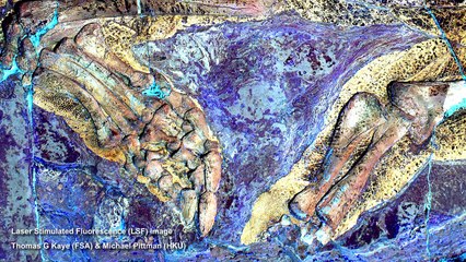 Reconstitution du Psittacosaurus en maquette très réaliste