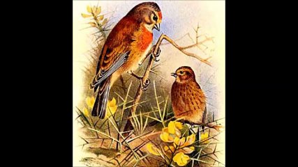 linotte pardillo ᴴᴰ تغريد طائر التفاحي قماتشوا