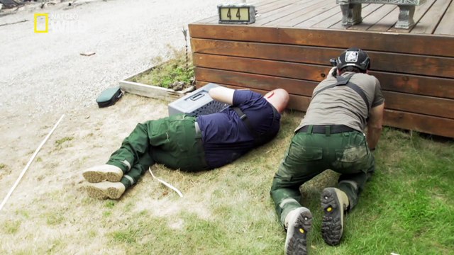 Les petits chats survivants