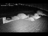 CCTV Camera Captures Flash of Light as Meteor Streaks Across Cyprus Sky
