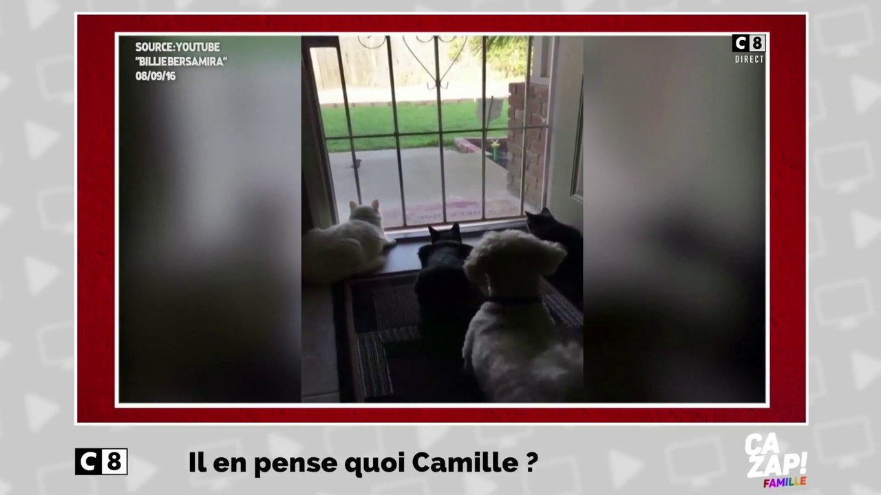 Hilarant : le chien qui s'amuse à faire bondir les chats !
