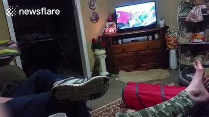 Cat plays fetch like a dog