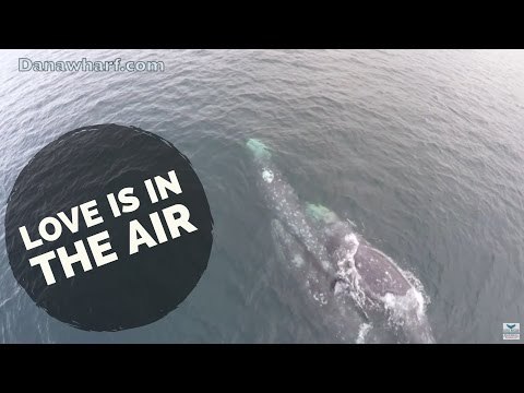 Whale Watching Tour Spots Whale Couple Mating