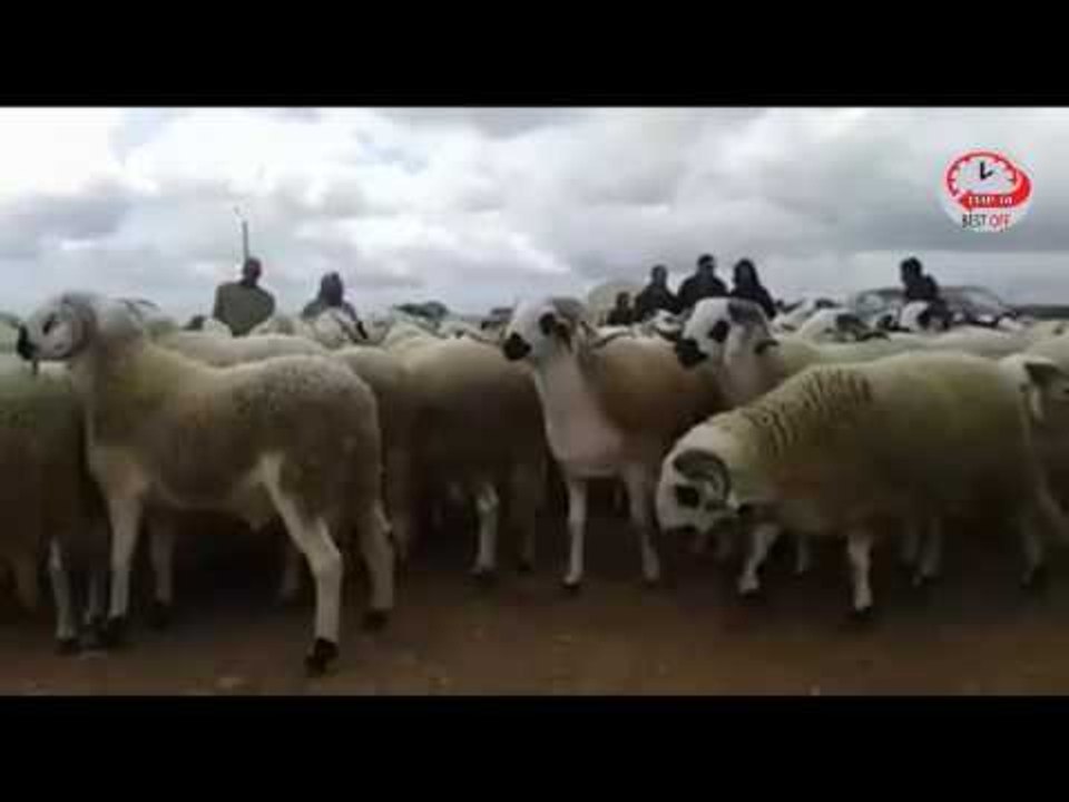 عيد الاضحى 2016 l أفخم وأكبر كبش صردي لسنة 2016 - ماشاء الله