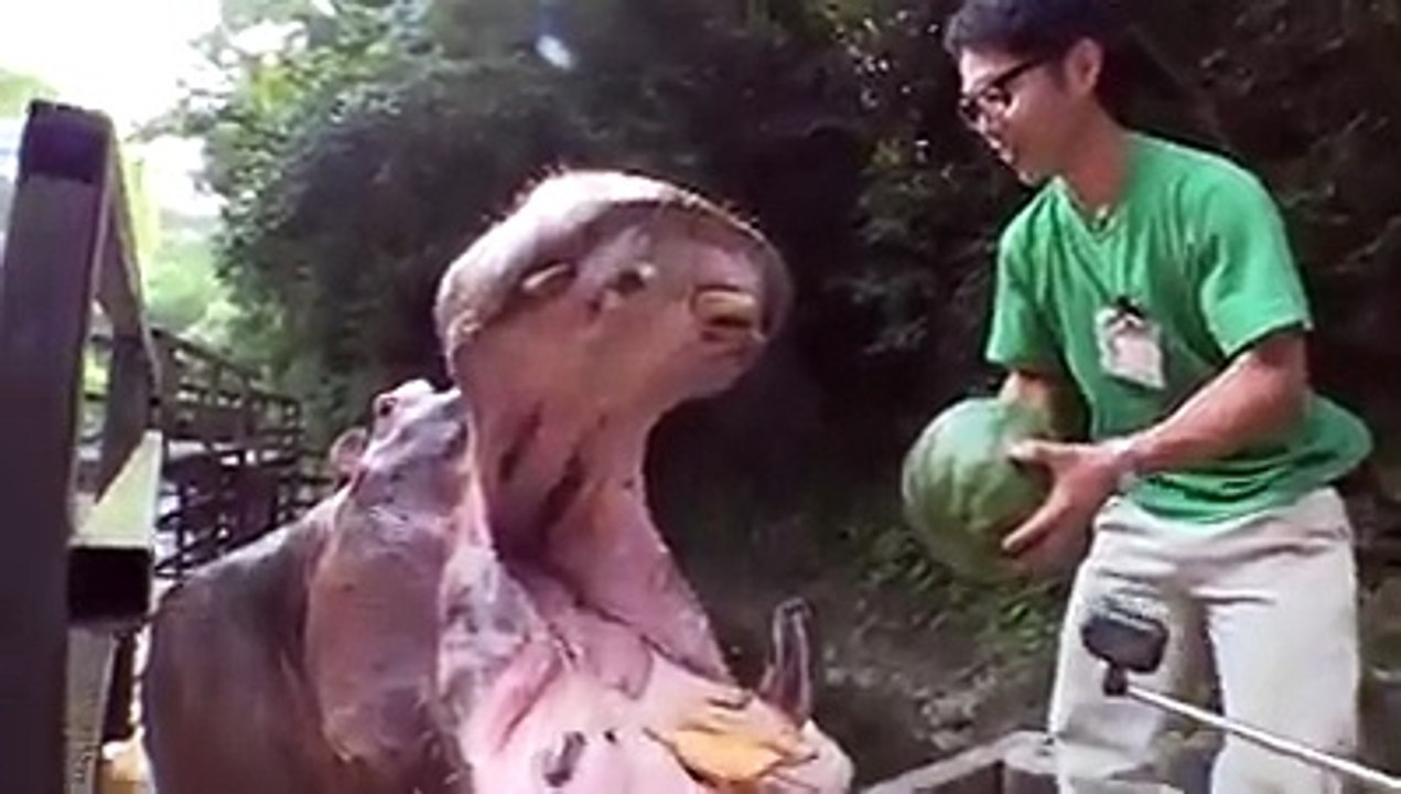 funny videos