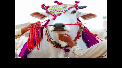 eid ul adha 2016 BIG ANIMALS IN PAKSTAN