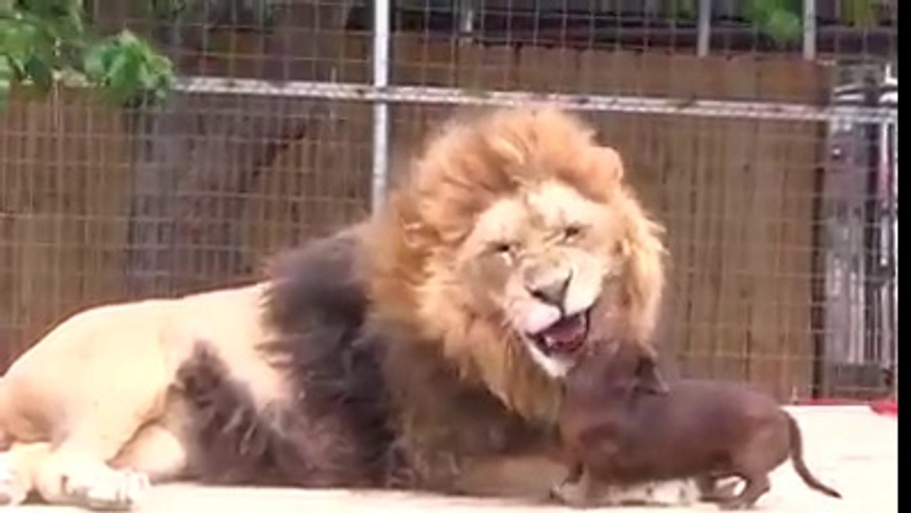 Un petit chien rentre la cage du lion et se régale!