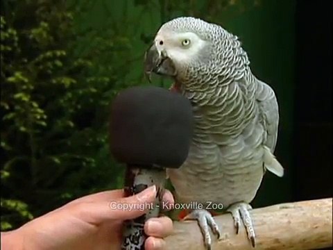 Einstein!!! Funny Talking parrot 2016