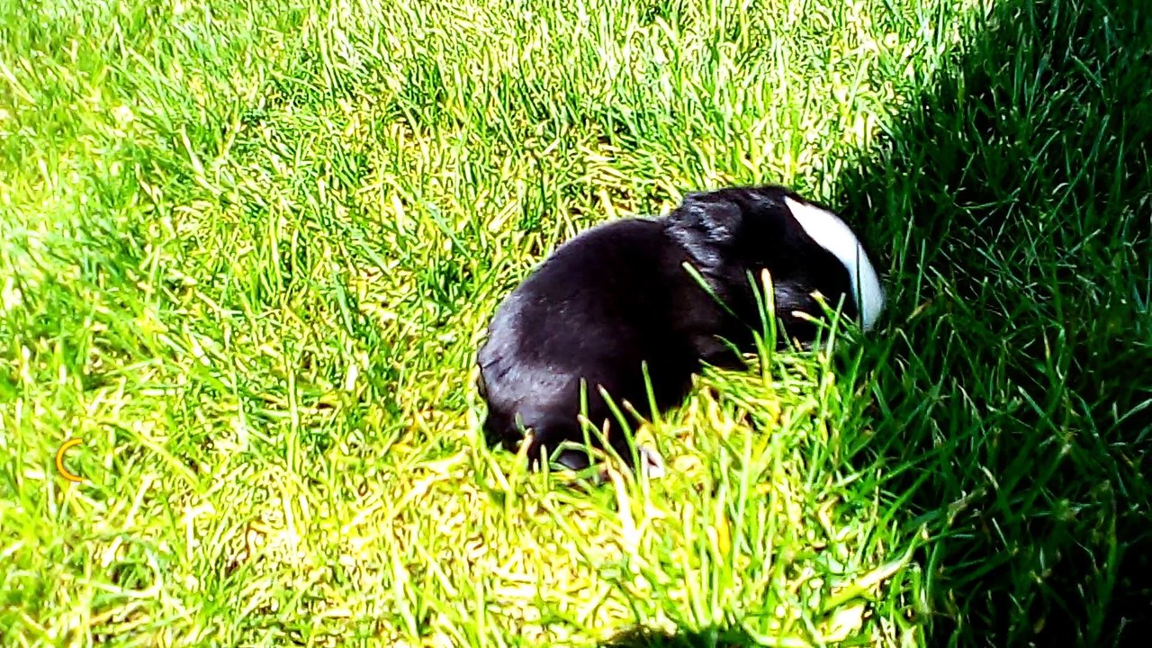 MUST SEE ! sweet little bunny puppies - so cute