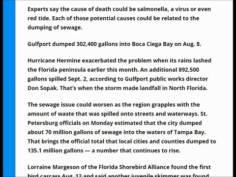 46 juvenile seabirds found dead on Gulf Coast beaches