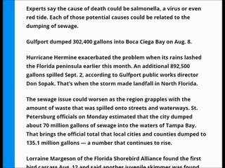 46 juvenile seabirds found dead on Gulf Coast beaches