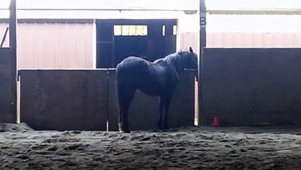 Leo Finally Rolling in the Dirt