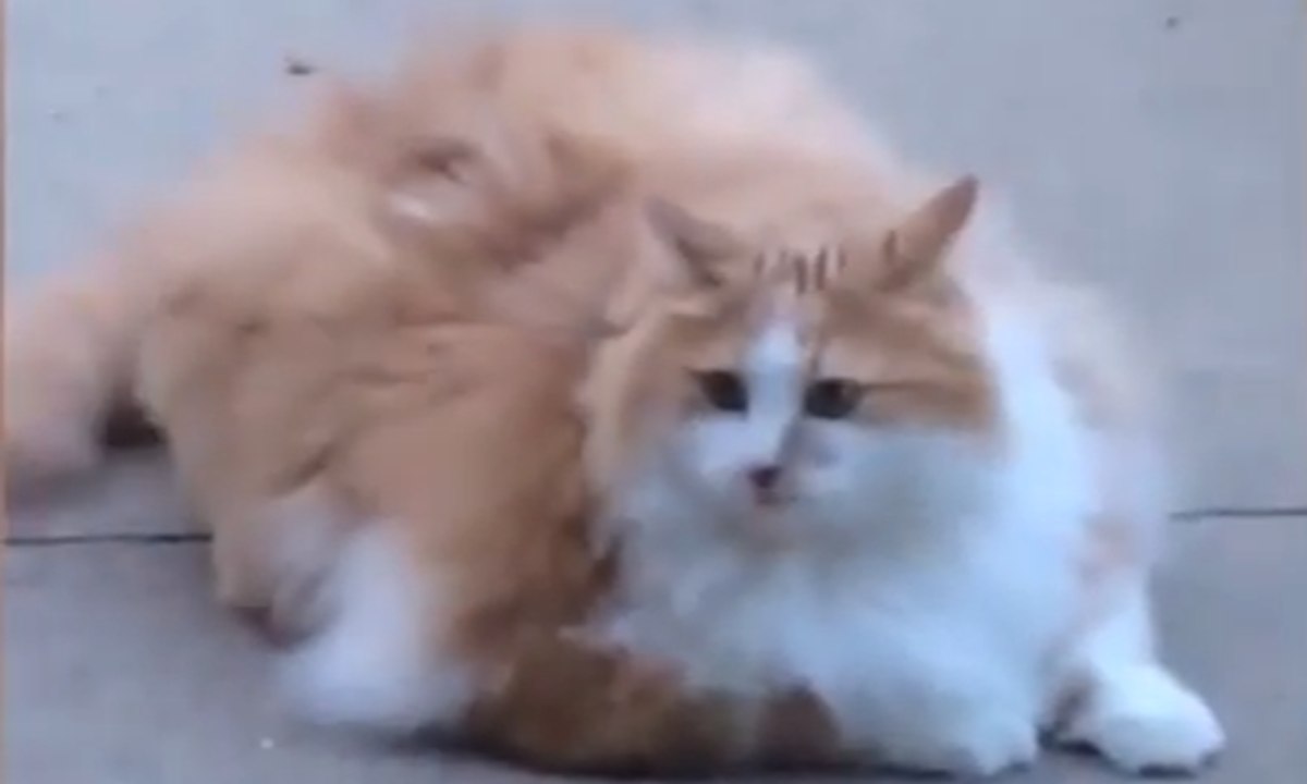 Le plus gros chat du monde ? Pas loin en tous cas...