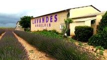 D!CI TV : Le succès des bonbons à la lavande de Valensole