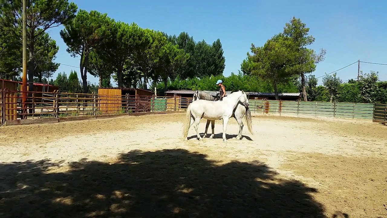 Dressage Art Équestre Haute Ecole Liberté Equitation Naturelle Marion Garabédian