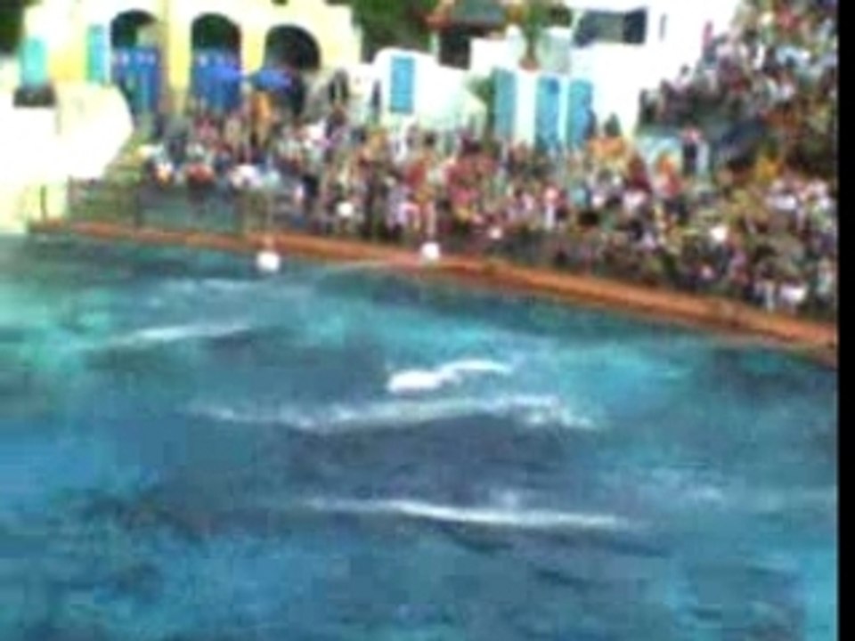 Spectacle dauphins