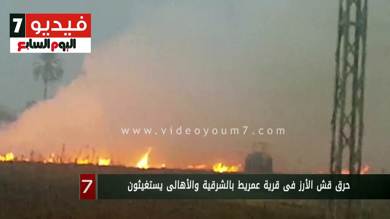 حرق قش الأرز فى قرية عمريط بالشرقية والأهالى يستغيثون