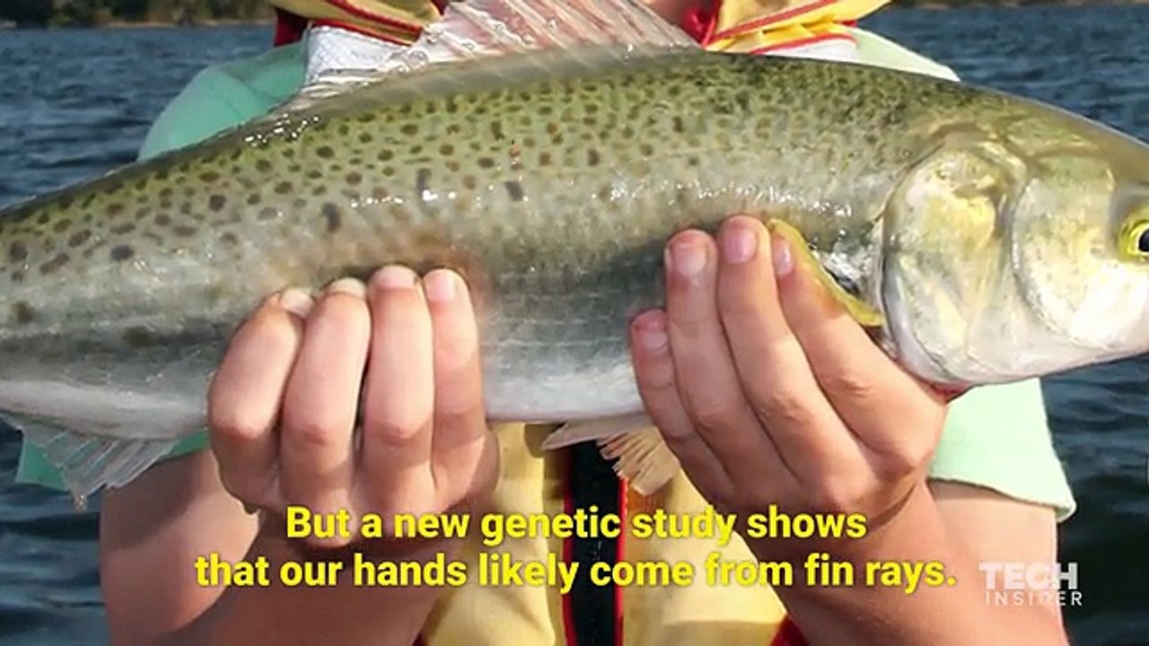 New research reveals how hands  evolved- Talefeed