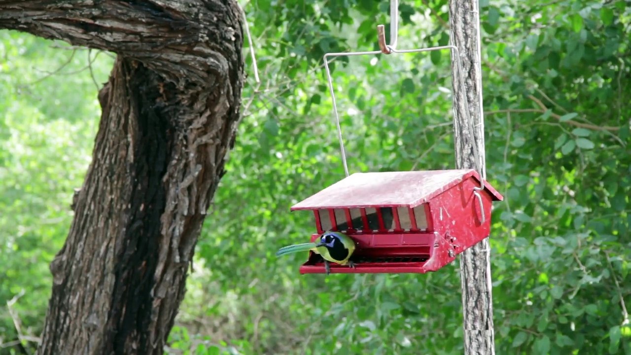 Bird eating on Birdhouse