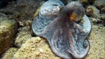 Οχταποδι - Octopus vulgaris (Common octopus)