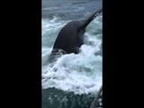 Small Fishing Boat Almost Hit by Humpback Whale