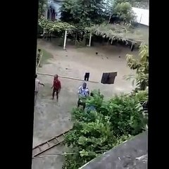 The most dangerous cow ... Eid-ul-Adha history of 2016