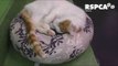 Shelter Cats and Dogs Leap Into Their Brand New Snuggly Beds