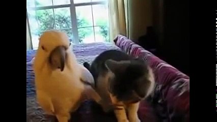 Cat & parrot - funny video ))