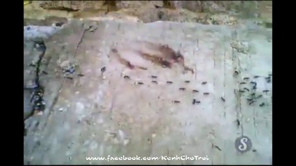 Bọn kiến hày được dạy ở đâu mà khôn dữ vậy