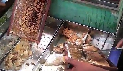 How to Extract Honey from Honeycomb