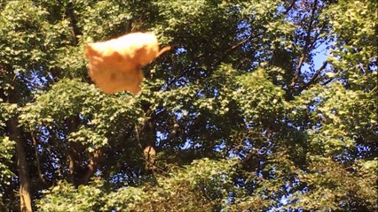 Zukunft baut Pinneberg - Blatt und Regenbogen im Rosengarten September 2016 /Full Film/Complete Movie/Ganzer Film