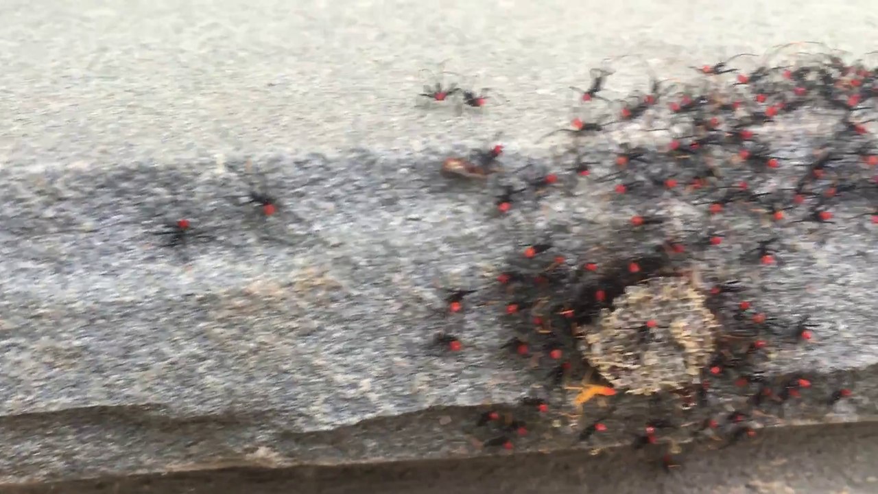 Regardez ces araignées bizarres! Des réduviidés