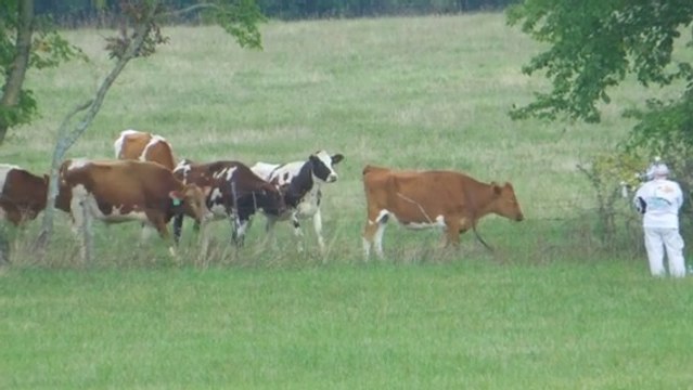 C'est confirmé les vaches aiment la musique