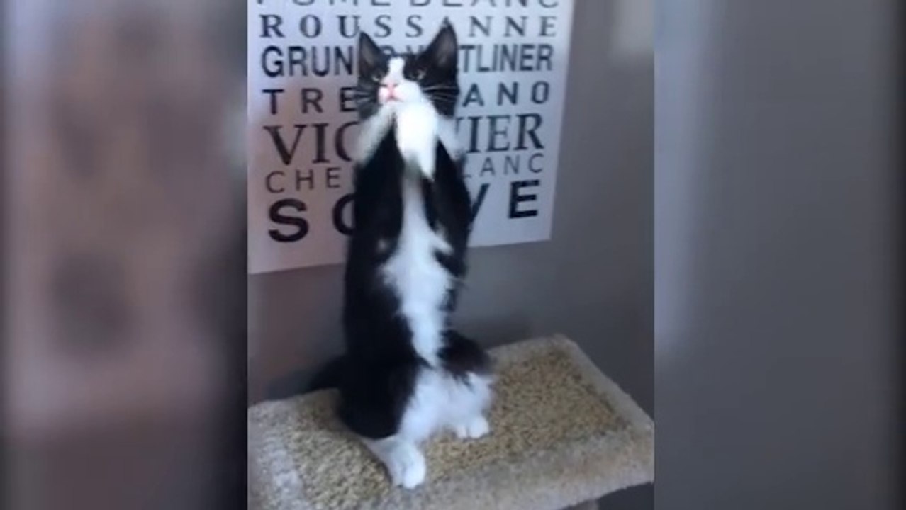 Oui c'est le week-end et ce chat est bien content!!!