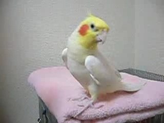 はとぽっぽを歌うインコ