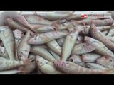 16.09.2016 Da domani al 16 ottobre il fermo pesca bio