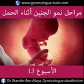 مراحل نمو الجنين أثناء فترة الحمل | الدكتور إسكندر بنعلية