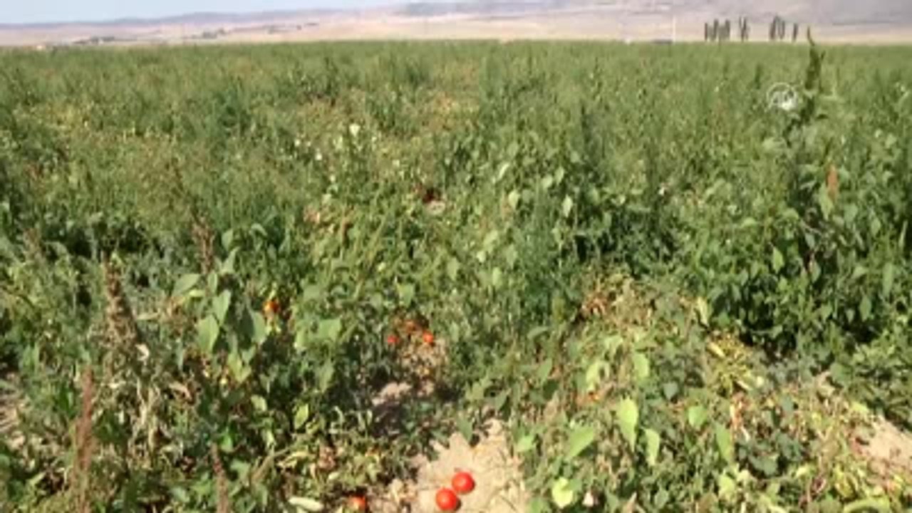 Fazla Üretim Domatese Taban Yaptırdı - Eskişehir