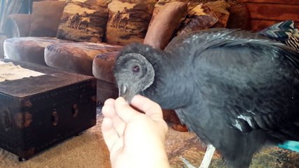 Quand un gros oiseau squatte ton salon...