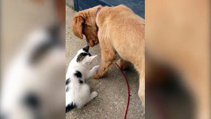Golden Retriever Finds A New Wrestle Buddy