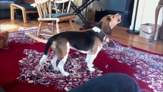 Funny Animal Videos: Funny Dogs Howling To Music Compilation