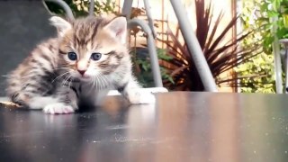 Funny Animal Videos: Kittens Meowing Compilation
