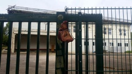 Almanya'da Çirkin Hareket! Camiye Domuz Kafası Astılar