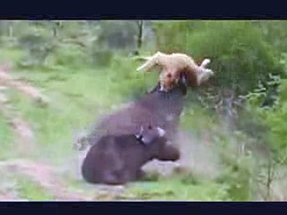 15 CRAZIEST Animal Fights Caught On Camera